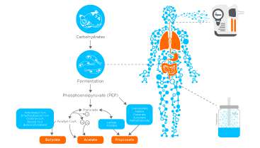 Understanding Gut Health Through Breath and Fecal Headspace VOC Analysis