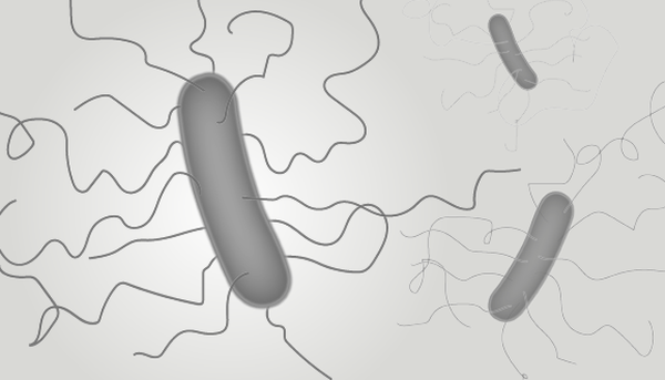 Artist's impression of C. difficile