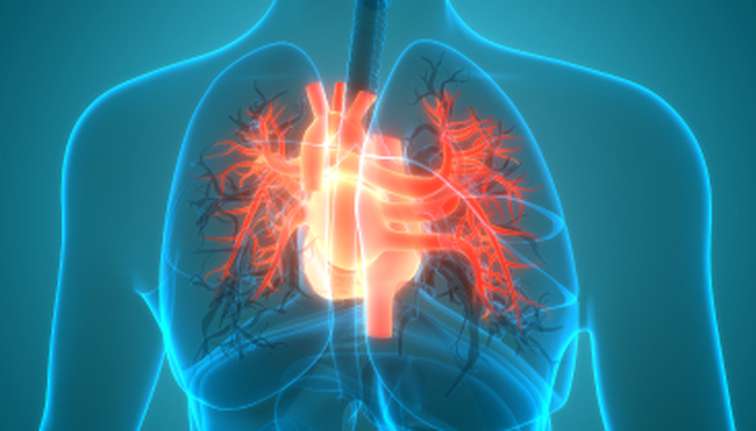 Picture of a heart, within a body (artists impression)