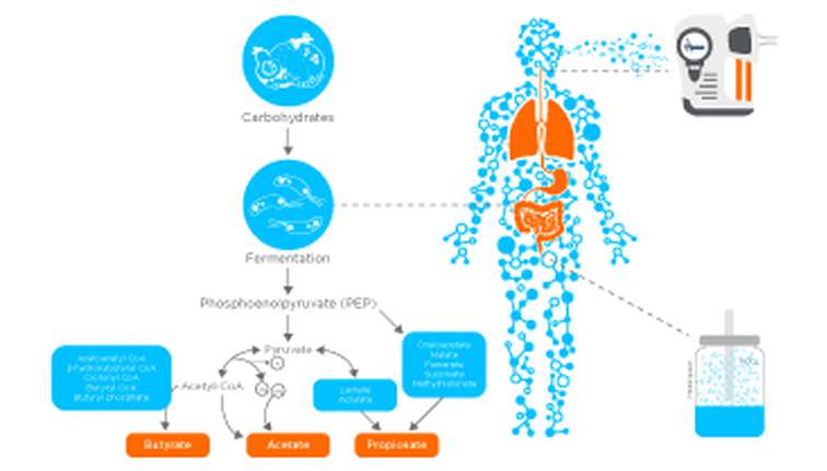 the connection between diet, gut microbes and produced VOCs, along with collection methods for VOC analysis