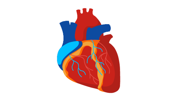 Heart Failure Case Study Thumnail Image of Heart Anatomy