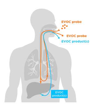 EVOC Probes demonstration within human body