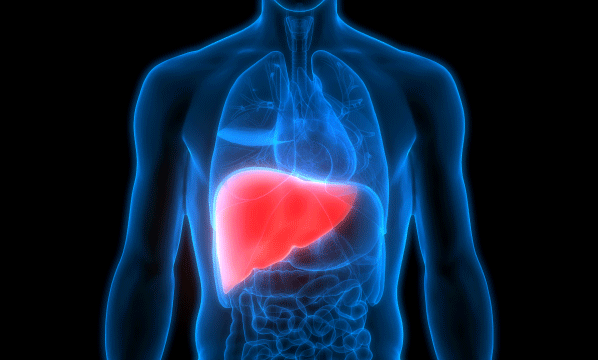Liver Anatomy