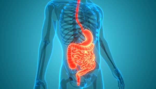 Gastrointestinal organs