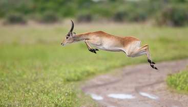 Owlstone Medical - Gazelle