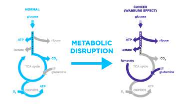 Biomarkers produced by the Warburg effect could aid early detection of cancer