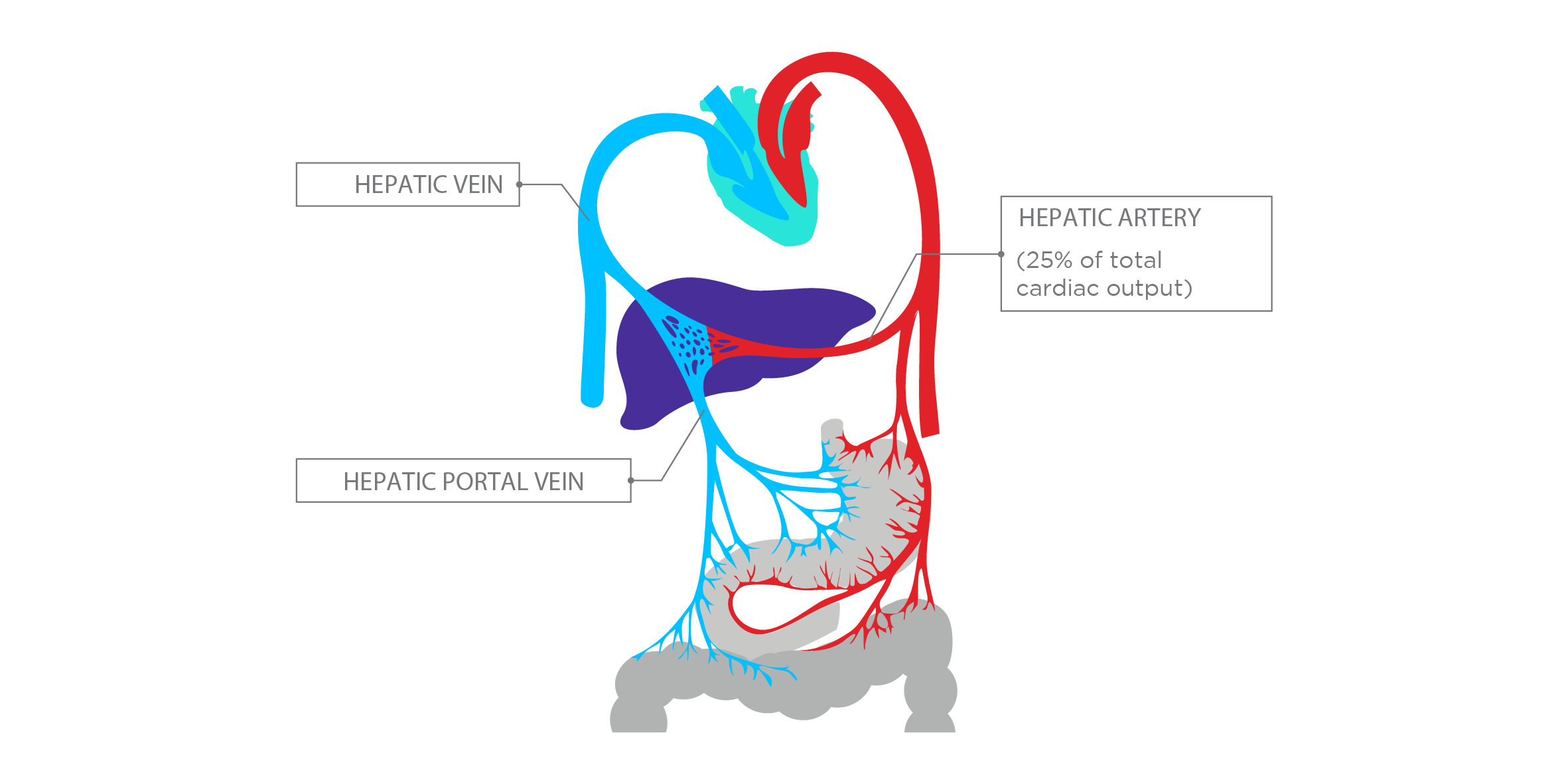 Liver Anatomy