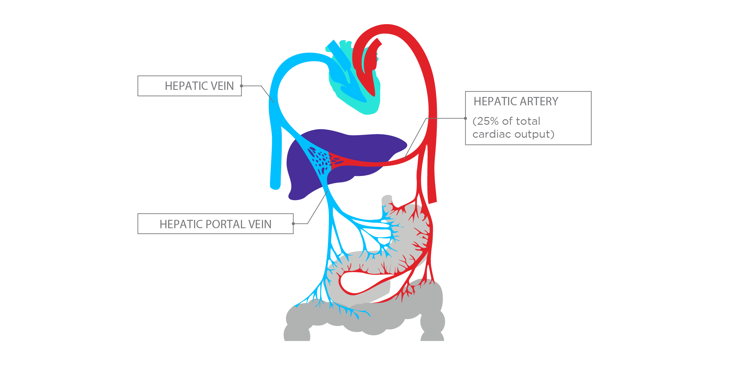 Why should we study liver diseases using breath analysis?