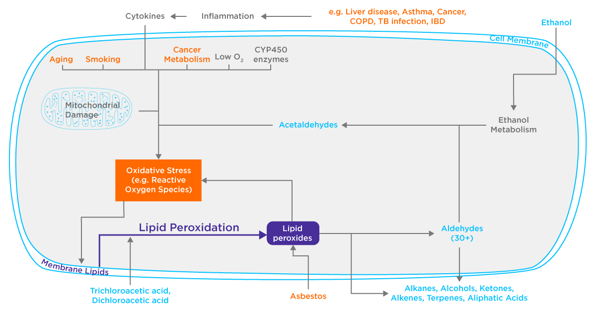 Lipid Peroxidation Schematic