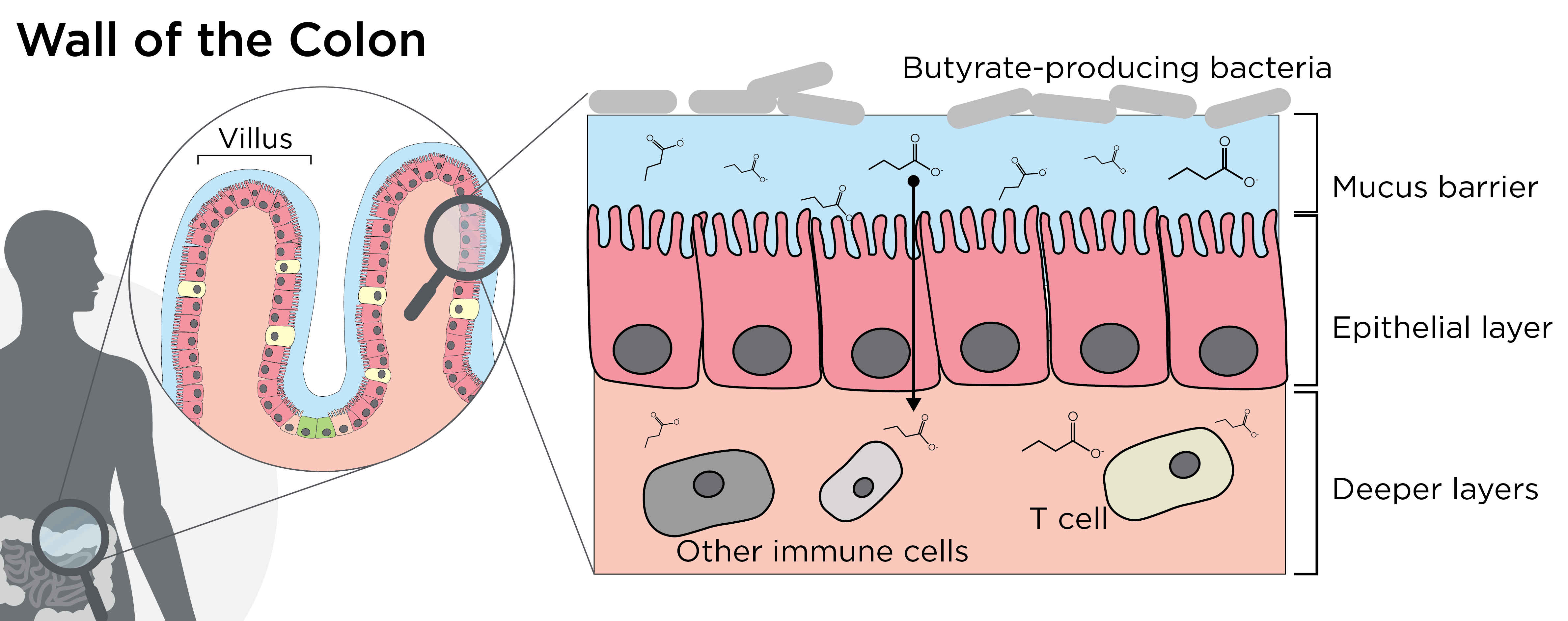 Butyrate producing bacteria in the colon