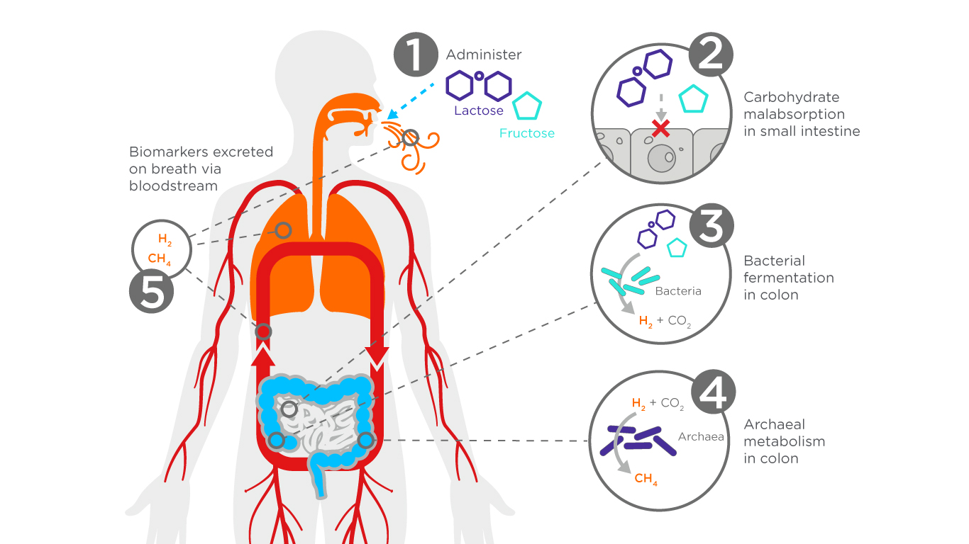 Simple Breath Tests can Show Improvements in our Gut Microbiome and Wellness Fig 2