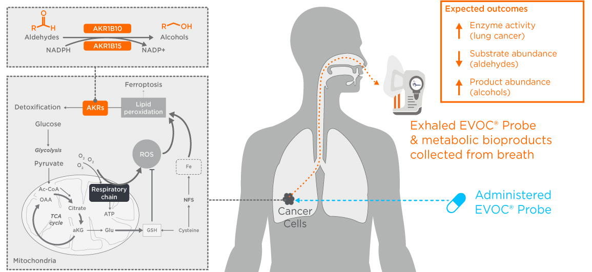 Figure 1. The EVOC Probe approach to detecting lung cancer