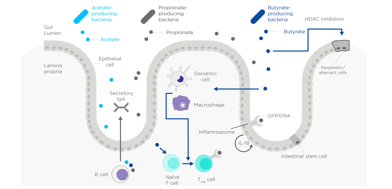 SCFAs and Inflammation