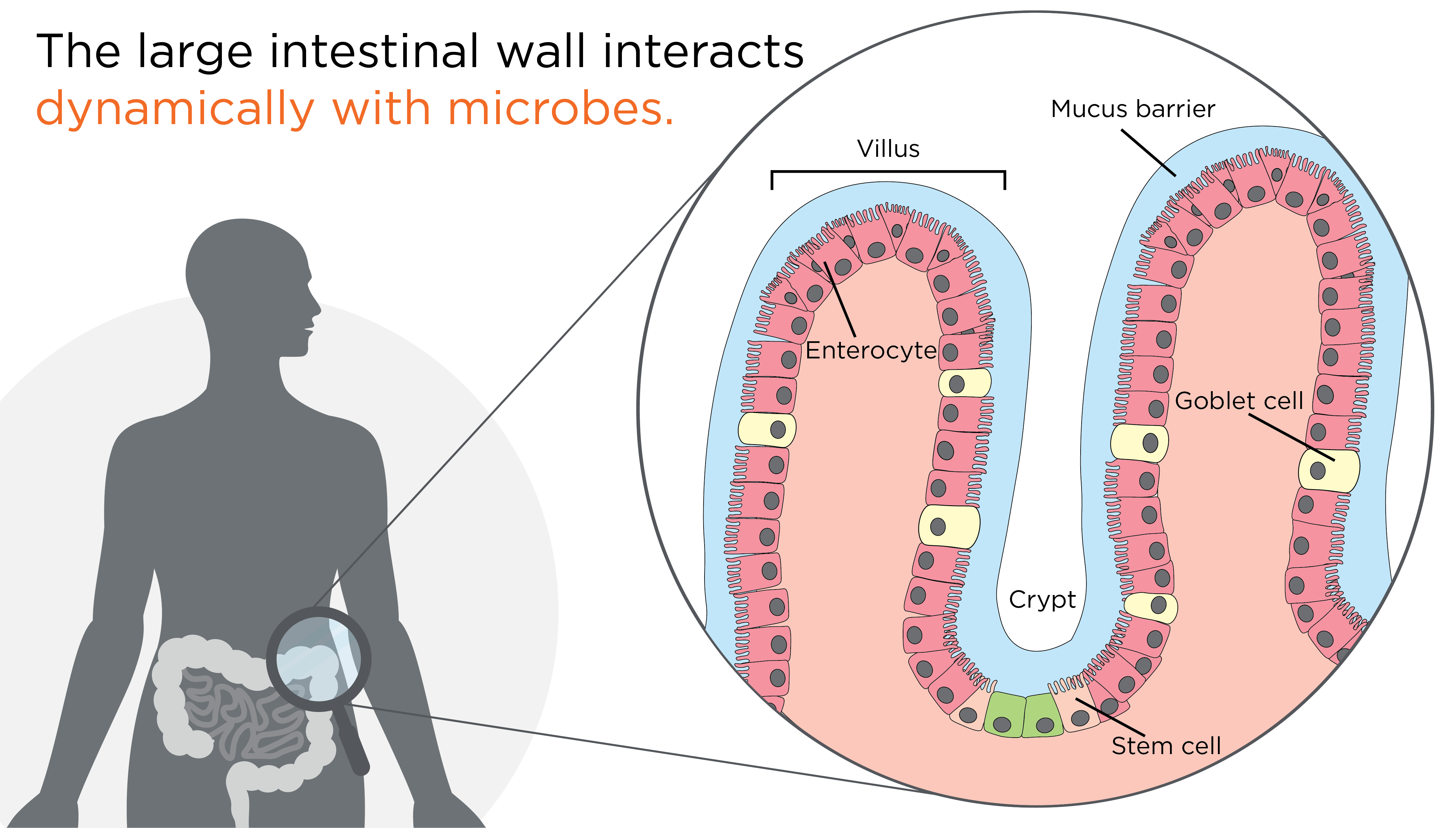 Large Intestine Wall