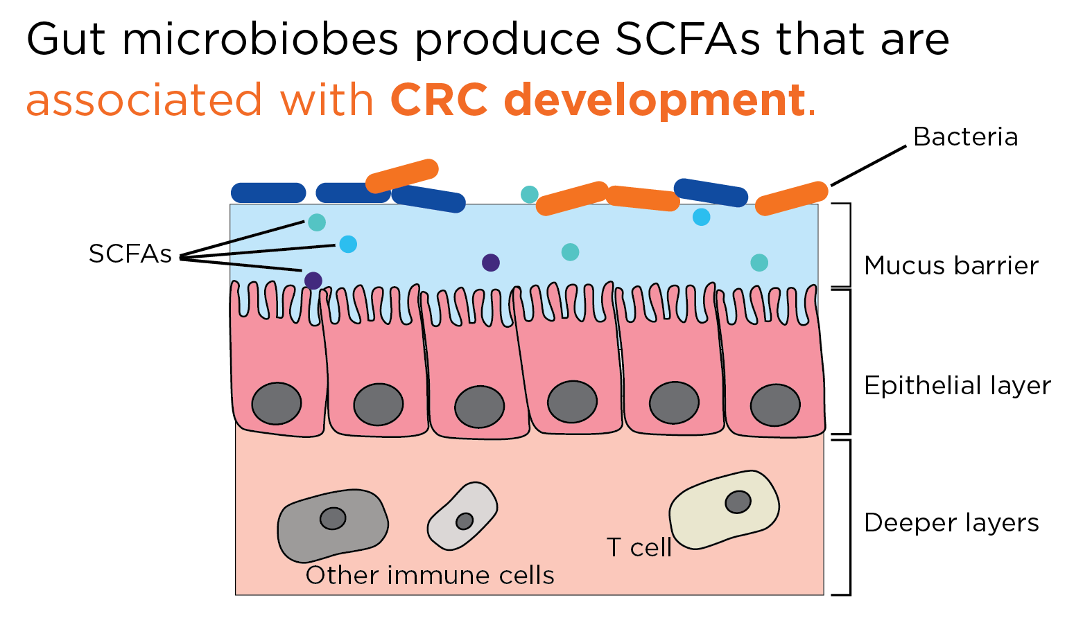 CRCandMicrobiome_2