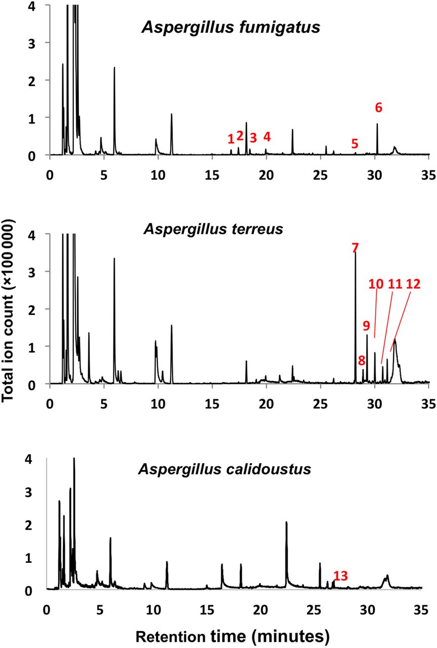 Aspegillosis GC-MS readout