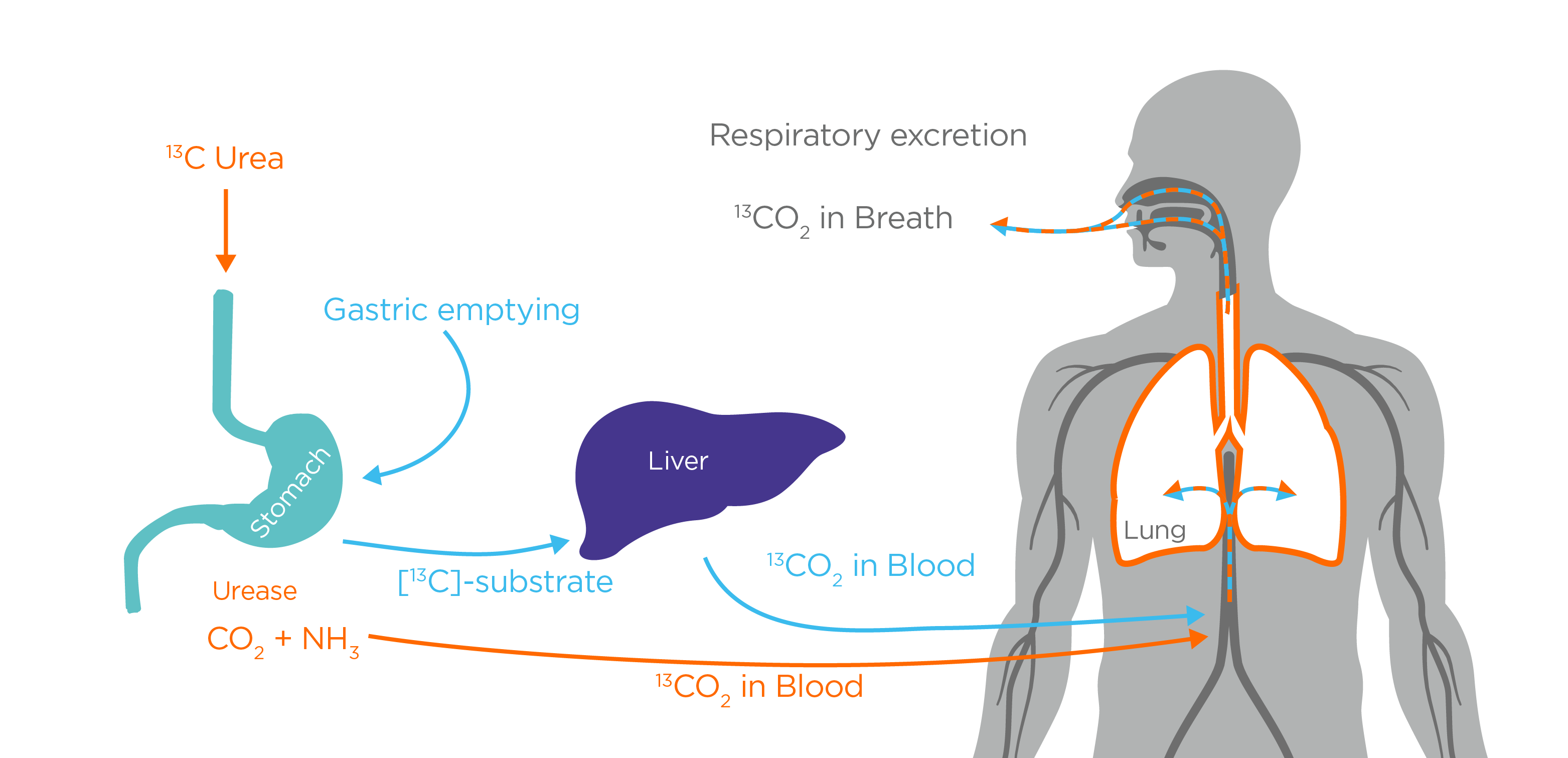 Helicobacter pylori and gastric emptying breath testing