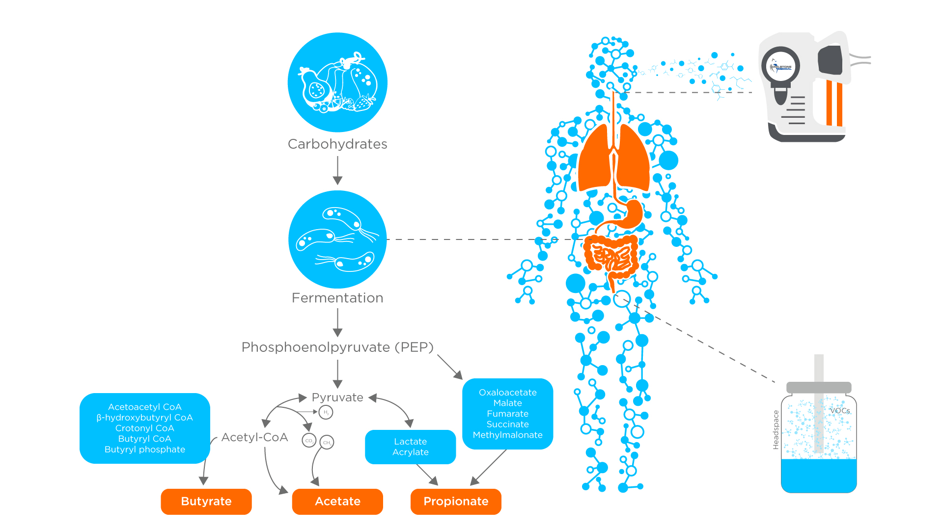 Connection between diet and VOCs from Gut