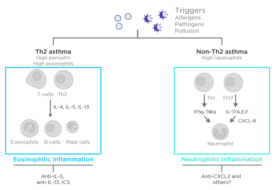 Inflammation pathways asthma