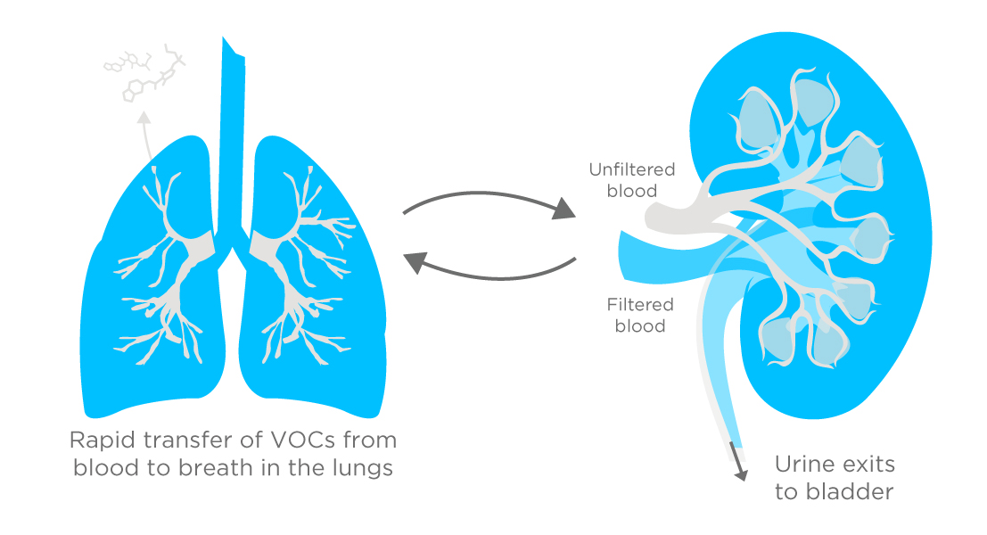 Figure illustrating kidney function