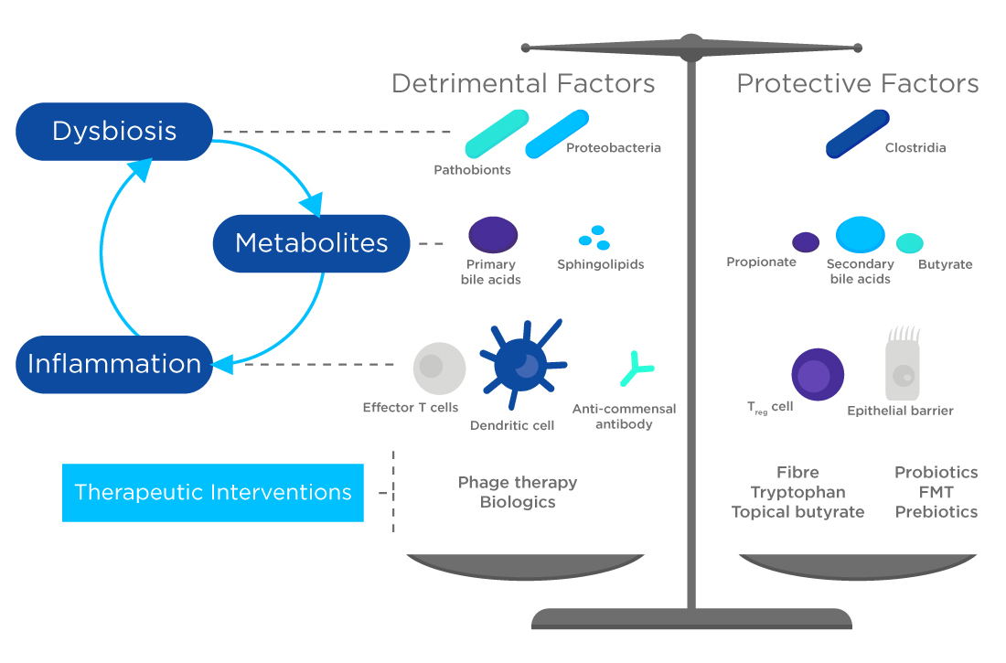 Inflammation, microbiome and metabolism infographic.