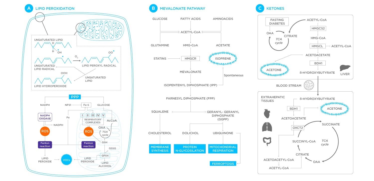 Cardiometabolic biomarkers pathway analysis