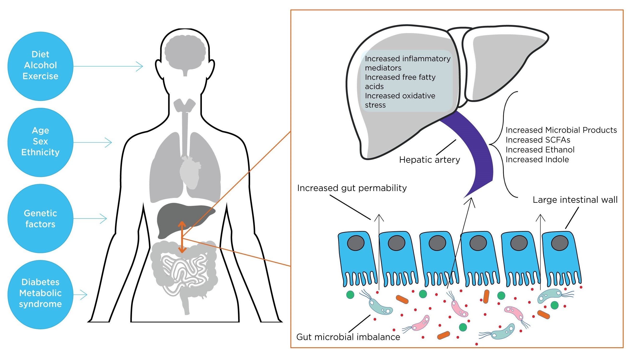 Liver and microbiome blog graphic