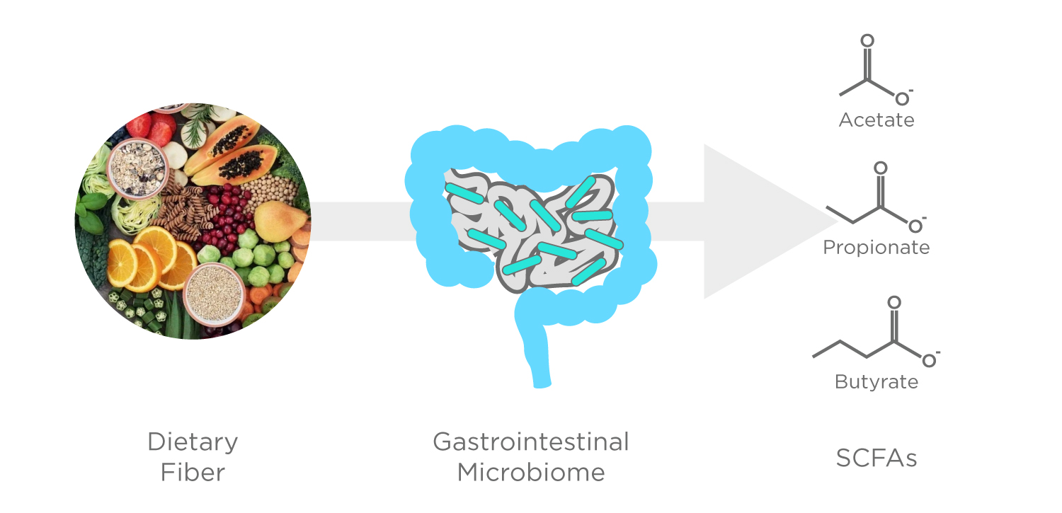 Microbiome SCFAs