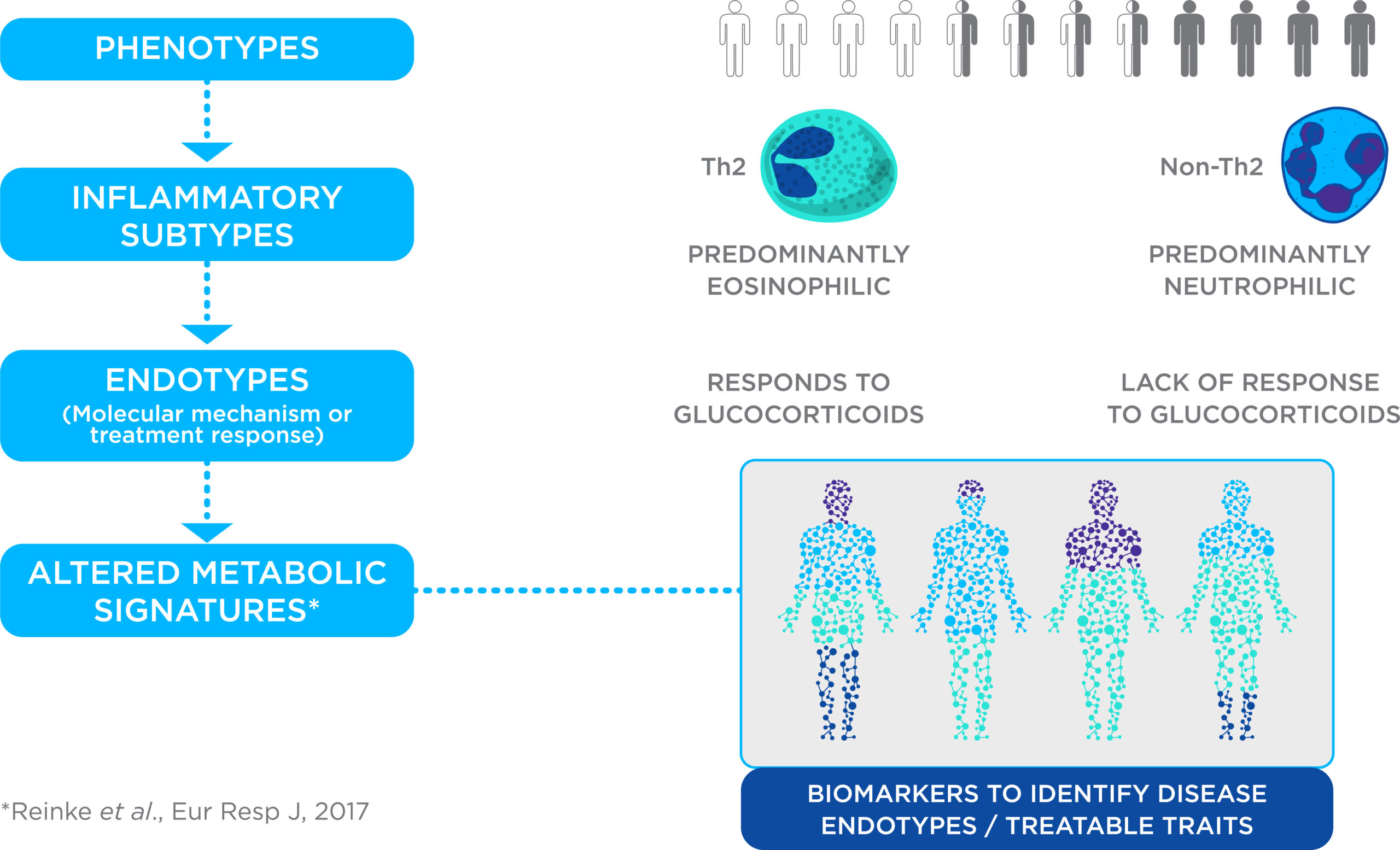 A diagram showing how different underlying immunological mechanisms can lead to different asthma phenotypes