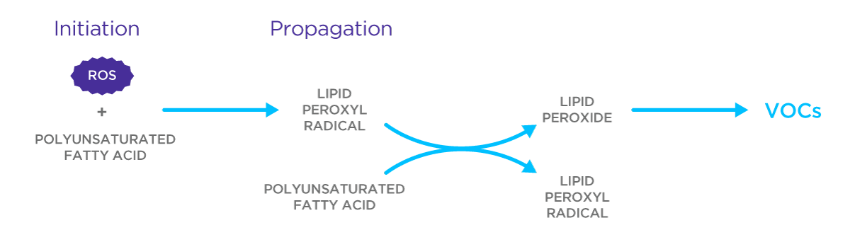 A diagram showing how lipid peroxidation can produce volatile compounds