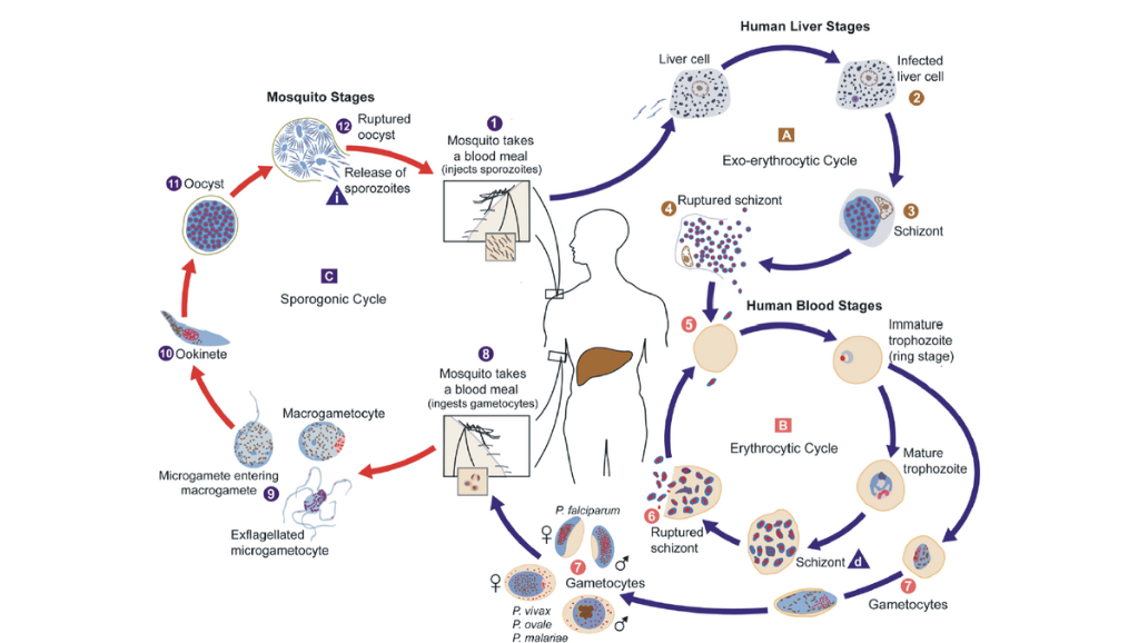 Malaria parasite life cycle