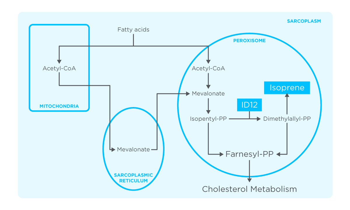 Metabolic pathway of isoprene production in human skeletal-myocyte.