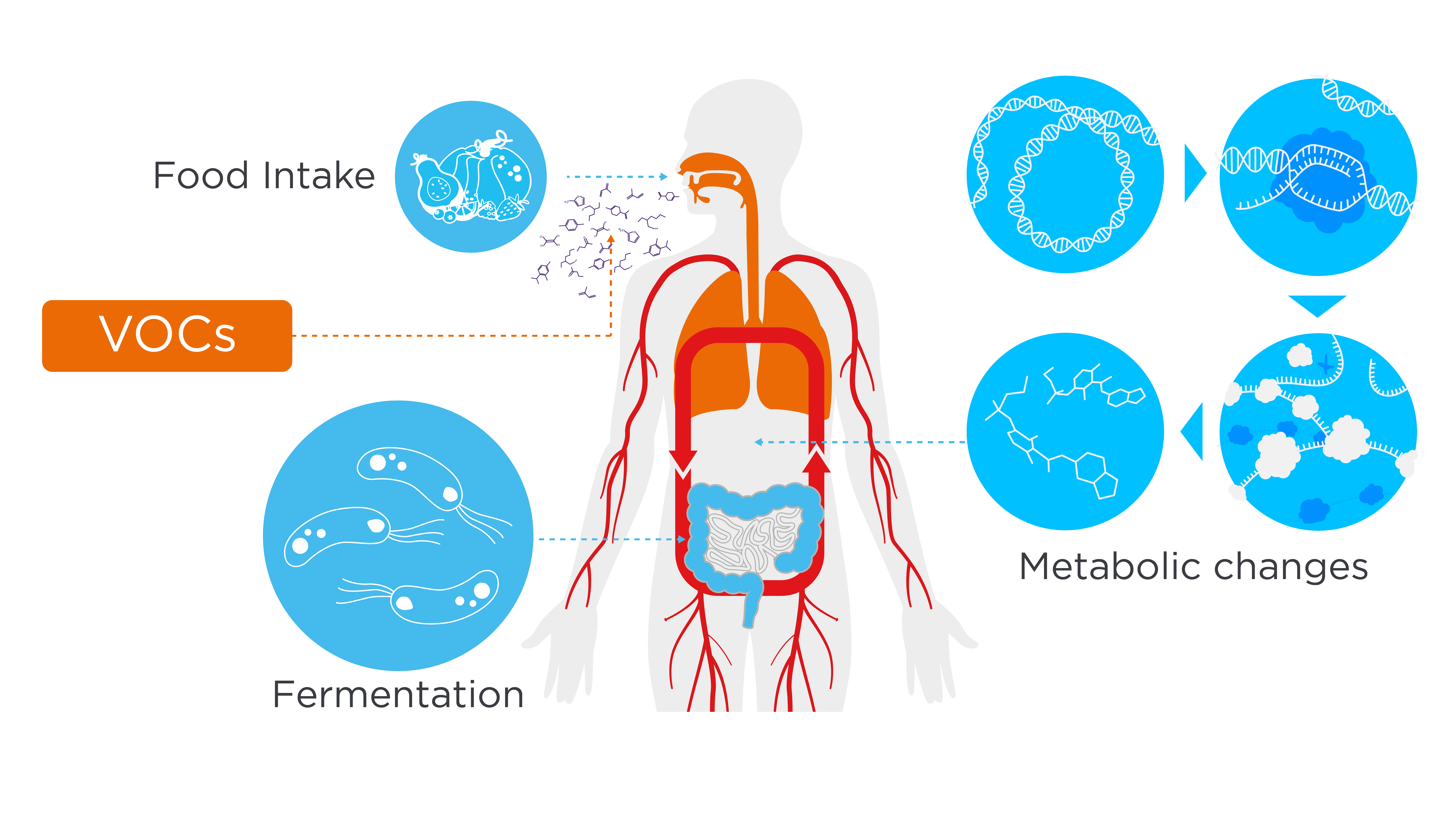 A schematic indicating how ingestion of food can lead to metabolic changes and VOCs in the breath.