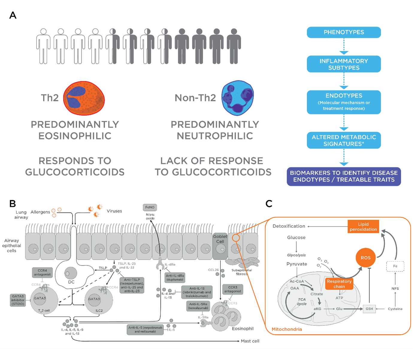 Graphical abstract
